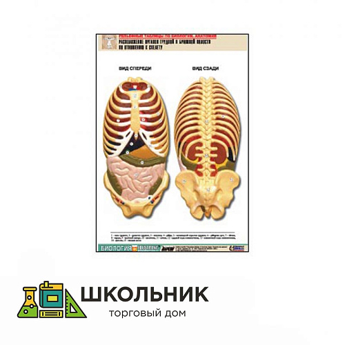 Рельефная таблица «Расположение органов грудной и брюшной полостей по отношению к скелету» (А1, лам.)