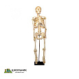 Скелет человека на штативе (85 см.)