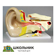 Модель "Ухо" увеличенная 