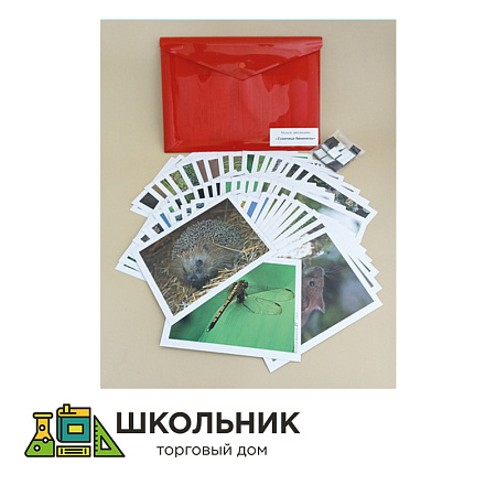 Модель-аппликация «Типичные биоценозы»