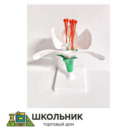  Модель "Цветок гороха"