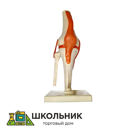 Модель "Коленный сустав"