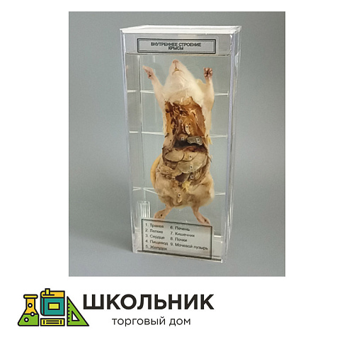 Влажный препарат "Внутреннее строение крысы"