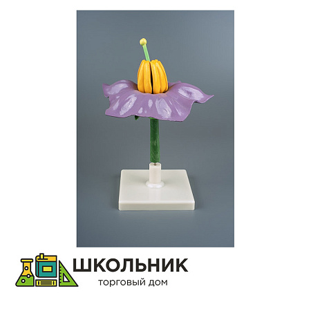 Модель "Цветок картофеля"