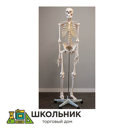 Скелет человека на подставке 