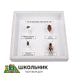 Коллекция энтомологическая "Насекомые вредители"