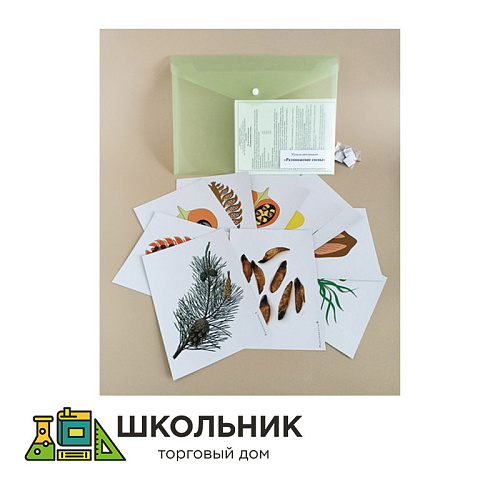 Модель-аппликация Размножение сосны