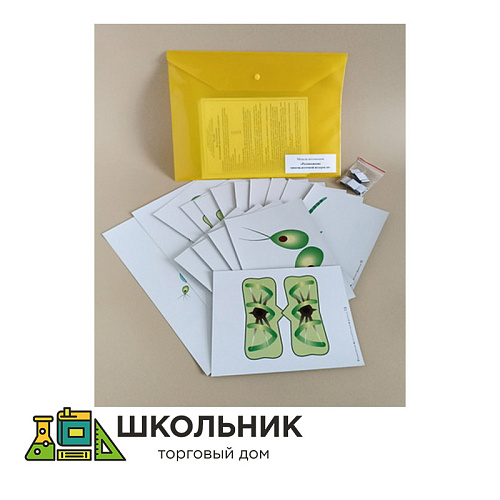 Модель-аппликация Размножение многоклеточной водоросли