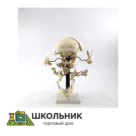 Модель "Кости черепа" (смонтированный на одной подставке)