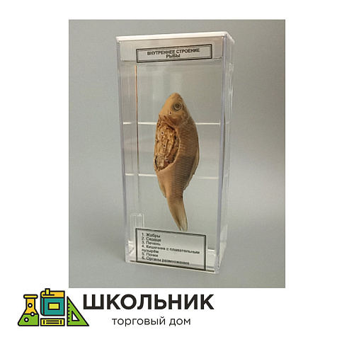 Влажный препарат "Внутреннее строение рыбы"