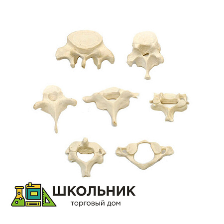 Модель "Позвонки" (из 7 штук)