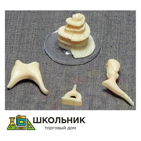 Модель "Косточки слуховые"