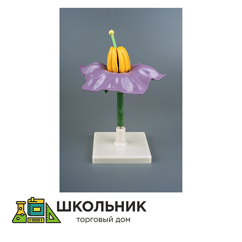 Модель "Цветок картофеля"