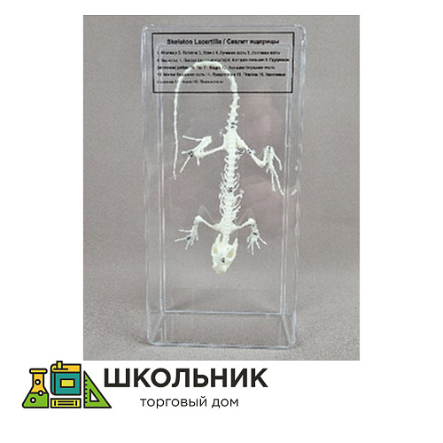 Скелет ящерицы