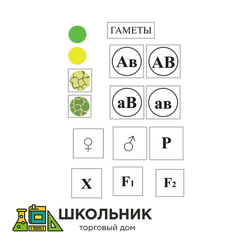 Модель-аппликация Дигибридное скрещивание и его цитологические основы