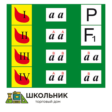 Модель-аппликация «Генетика групп крови» (демонстрационный набор 24 карты) 