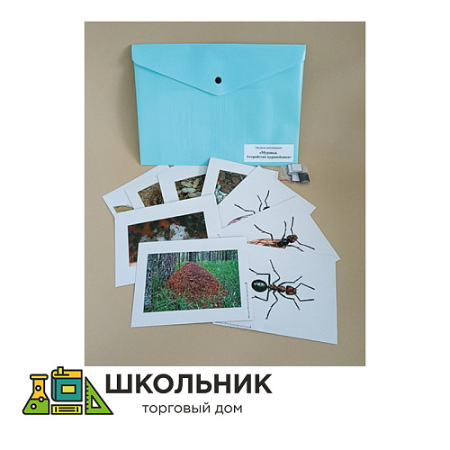 Модель-аппликация Муравьи. Устройство муравейника