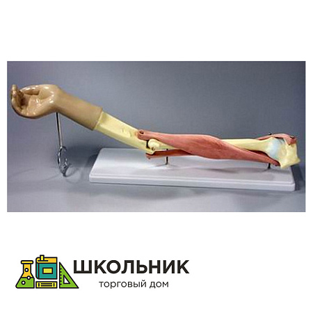 Модель "Локтевой сустав" (подвижная)