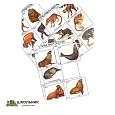 Комплект дидактических карточек «Систематика и экология млекопитающих» (96 шт., цвет., лам.)