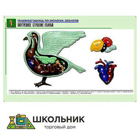 Рельефная таблица "Внутреннее строение голубя"