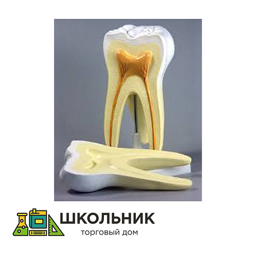 Модель "Строение зуба"
