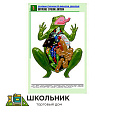 Рельефная таблица "Внутреннее строение лягушки"