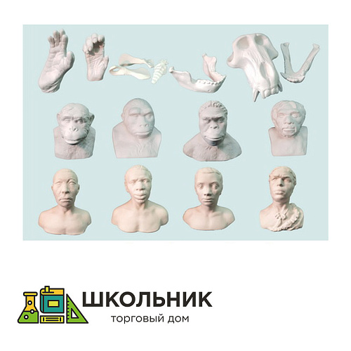 Набор моделей палеонтологических находок "Происхождение человека"