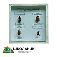 Коллекция энтомологическая "Представители отряда насекомых" 