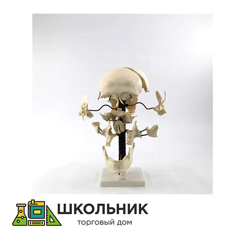 Модель "Кости черепа" (смонтированный на одной подставке)
