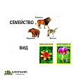 Модель-аппликация «Классификация растений и животных» (ламинированная)