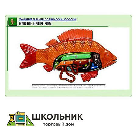 Рельефная таблица "Внутреннее строение рыбы"