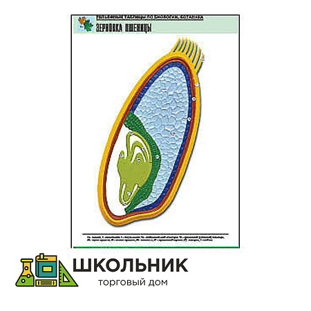Рельефная таблица "Зерновка пшеницы"