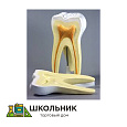 Модель "Строение зуба"