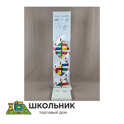 Модель "Структура ДНК"