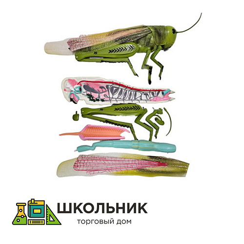 Модель "Кузнечик"