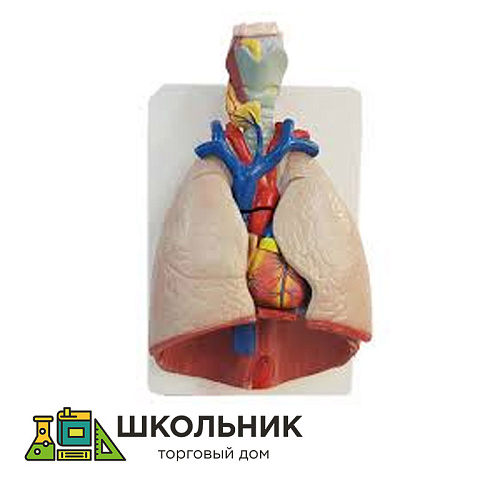 Модель "Система органов дыхания"