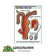 Рельефная таблица "Внутреннее строение гидры"