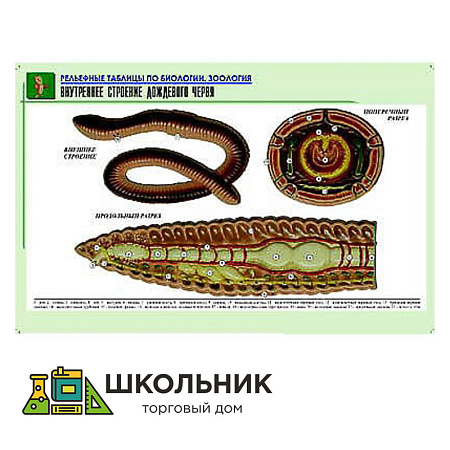 Рельефная таблица "Внутреннее строение дождевого червя"