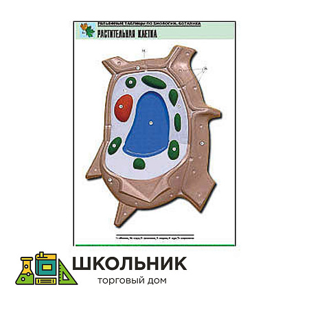 Рельефная таблица "Растительная клетка"