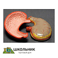 Модель "Желудок"