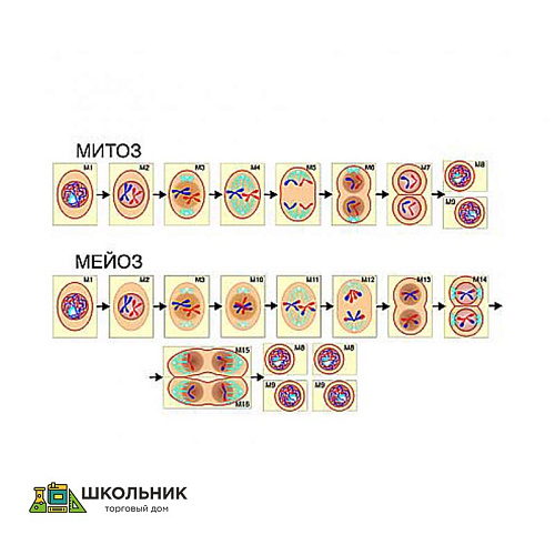 Модель-аппликация «Деление клетки. Митоз и мейоз» (ламинированная)