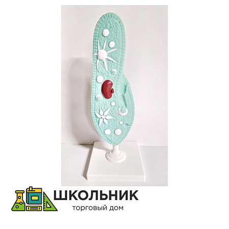 Модель "Инфузория-туфелька"