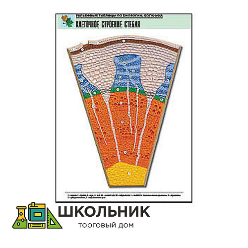 Рельефная таблица "Клеточное строение стебля"