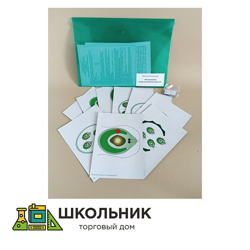 Модель-аппликация Размножение одноклеточной водоросли