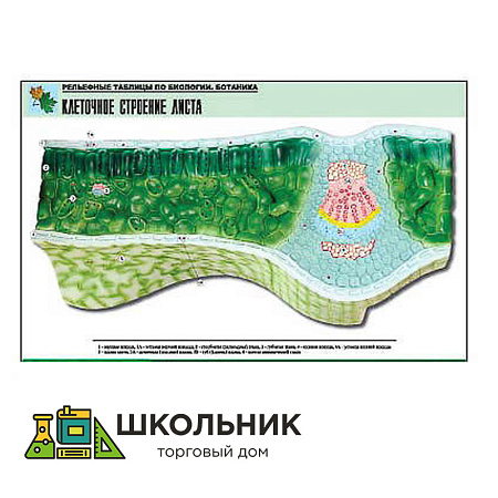 Рельефная таблица "Клеточное строение листа"