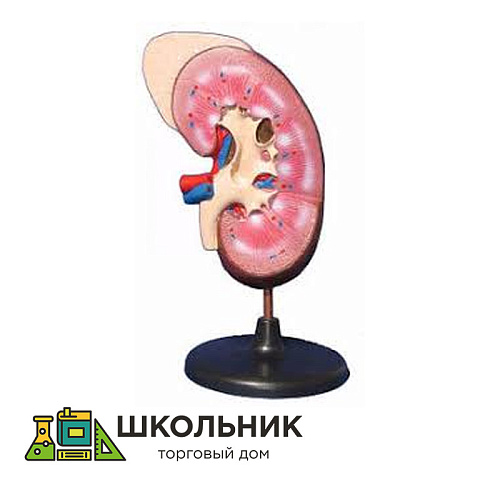 Модель "Почка" (увеличенная)