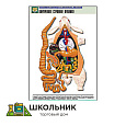 Рельефная таблица "Внутреннее строение кролика"