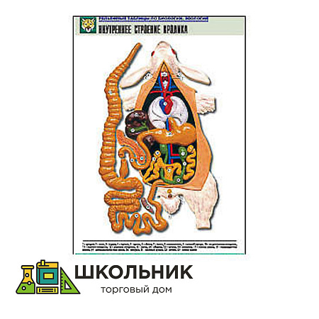 Рельефная таблица "Внутреннее строение кролика"