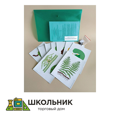 Модель-аппликация "Размножение папоротника"