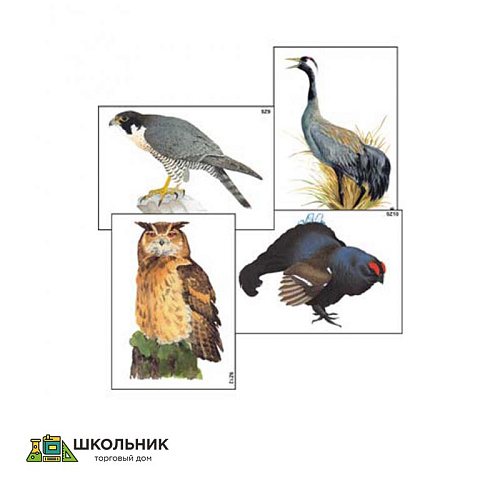 Модель-аппликация «Разнообразие высших хордовых 1. Пресмыкающиеся и птицы» (ламинированная)